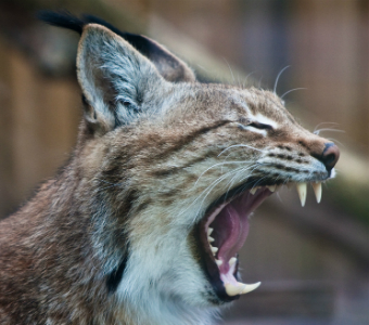 Lynx.jpg
