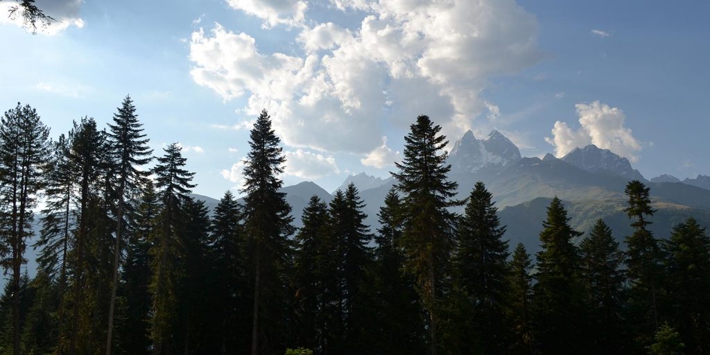 Large trees in front of an imposing mountain range and blue sky.