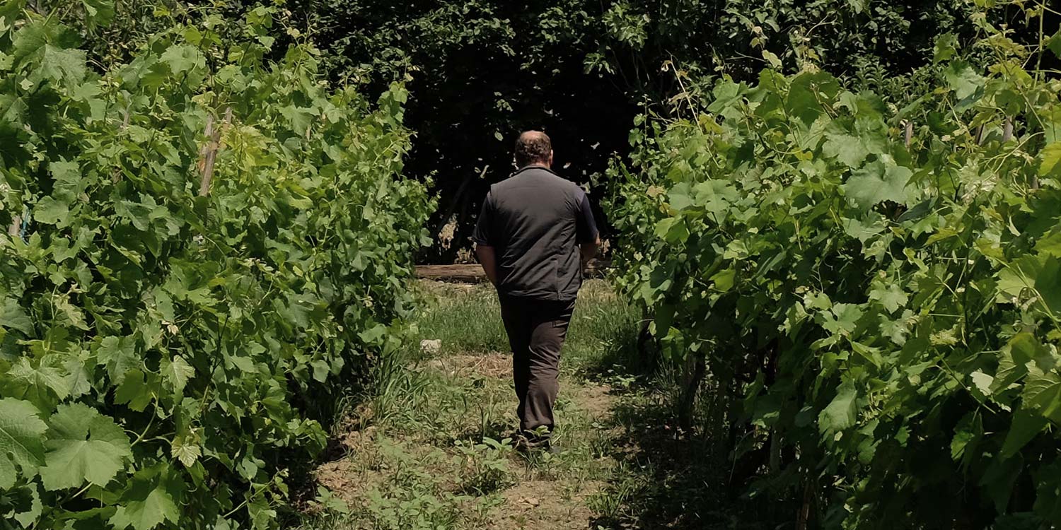 A man walking between trees away from the camera.