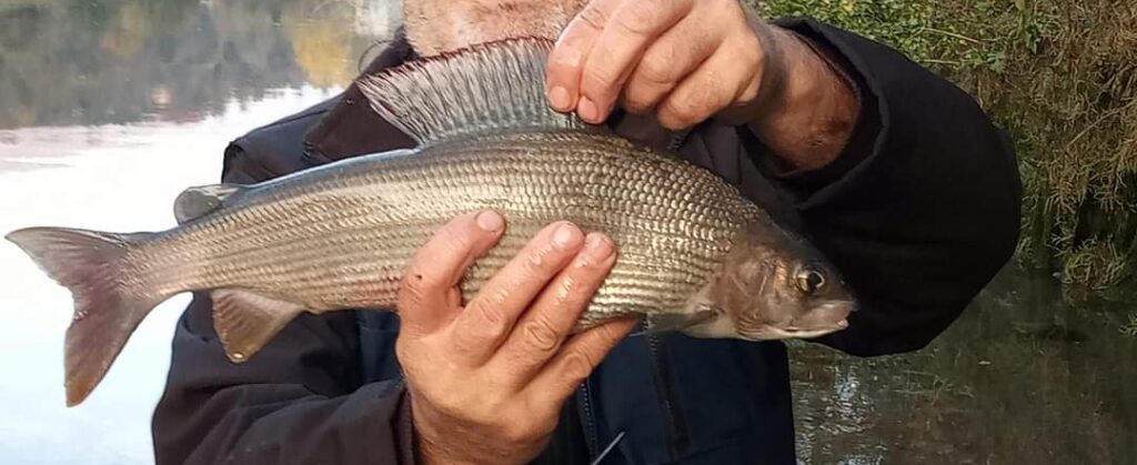A large individual of European grayling caught in the river Bosna