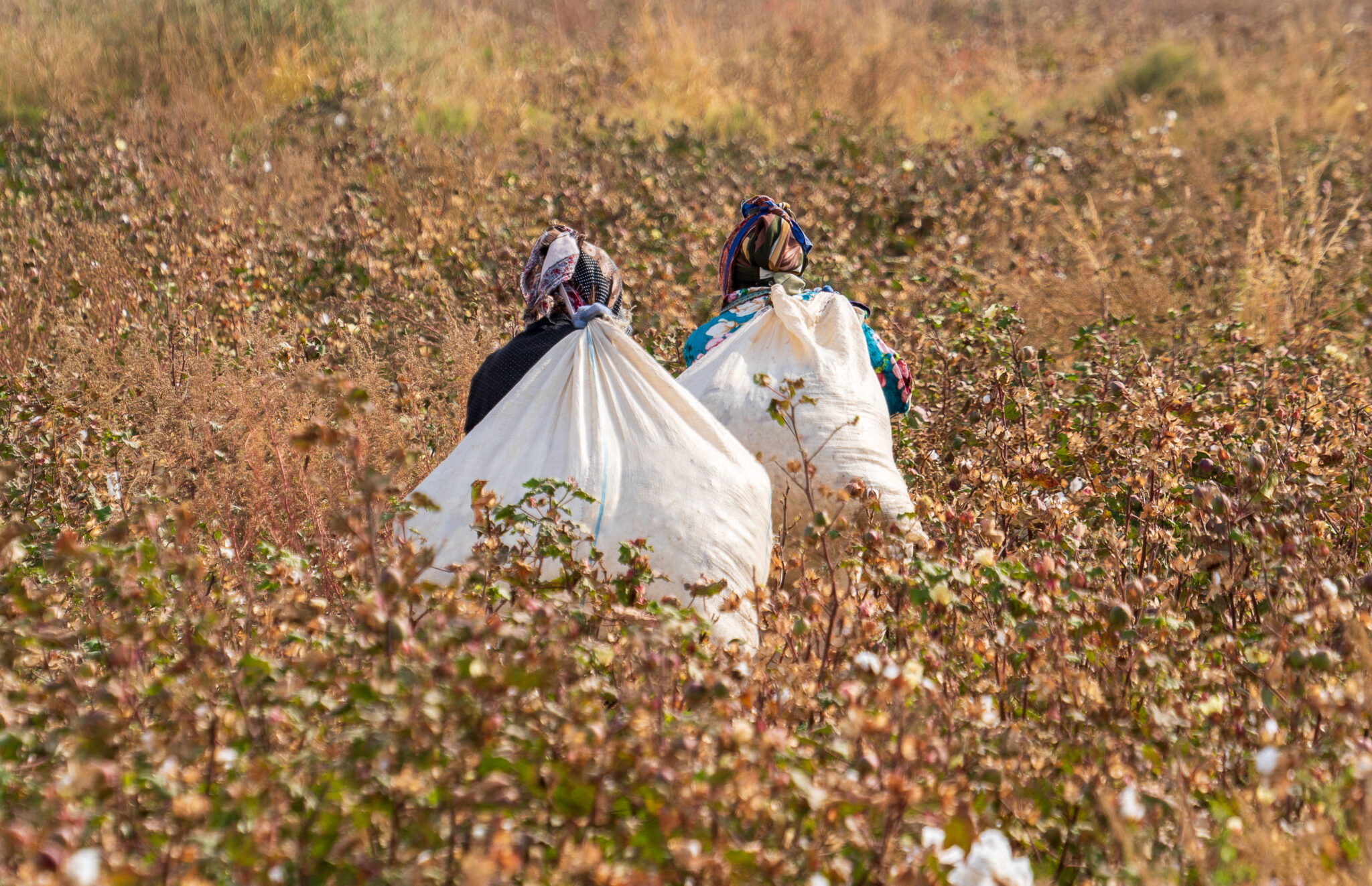 EBRD’s Independent Project Accountability Mechanism investigates the Indorama Agro cotton project in Uzbekistan