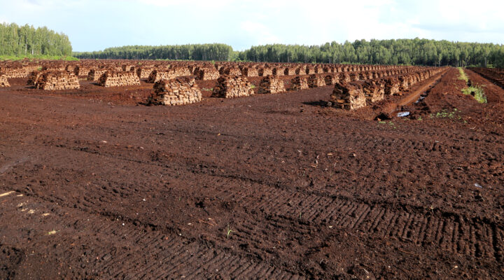 Peat field, soil with piles of peat in rows, green bushes and blue sky in the background