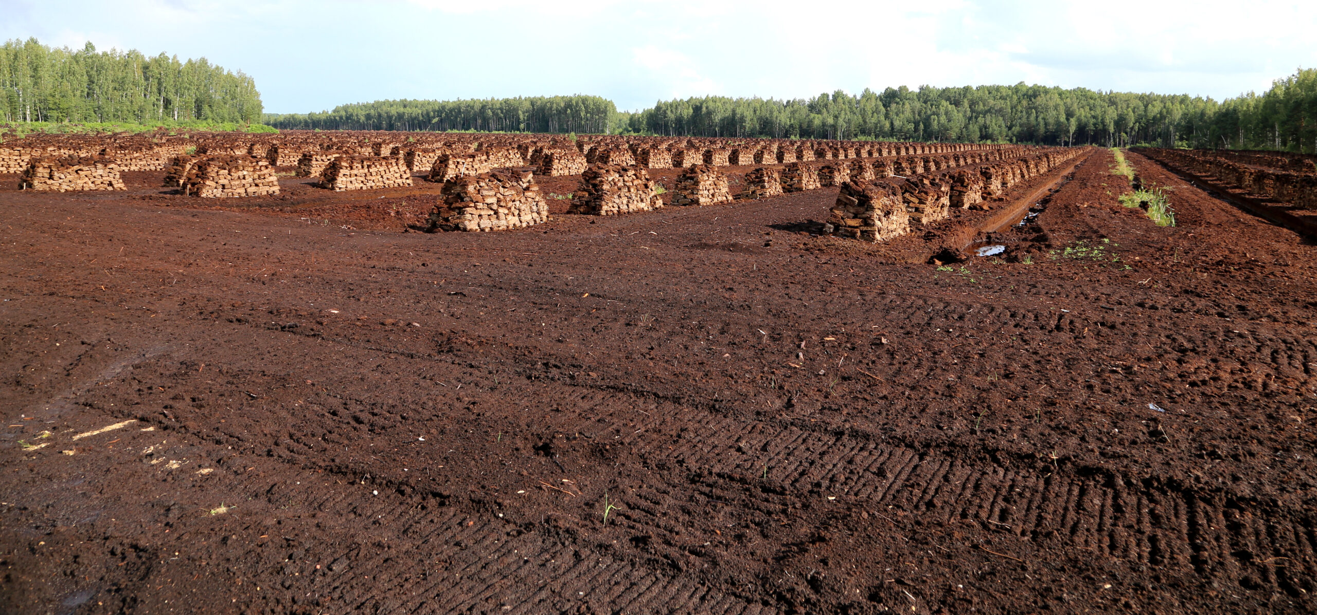 Peat field, soil with piles of peat in rows, green bushes and blue sky in the background