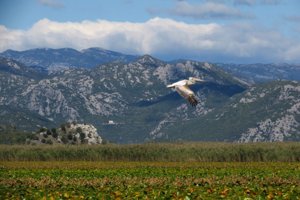 Expanding the Emerald Network: Progress and gaps in the Western Balkans ...