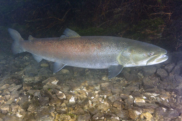 640px-Danube_Salmon_-_Huchen_(Hucho_hucho)